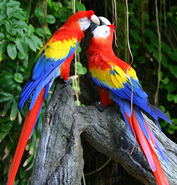 Parrots+and+macaws+pictures